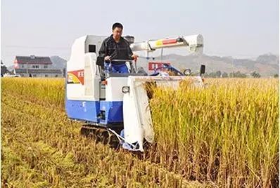 豐收在即！精準高效，不可錯過的水稻機械收割技術要點與注意事項